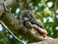 Costa-Rica-Hörnchen auf Ast schaut zu uns runter